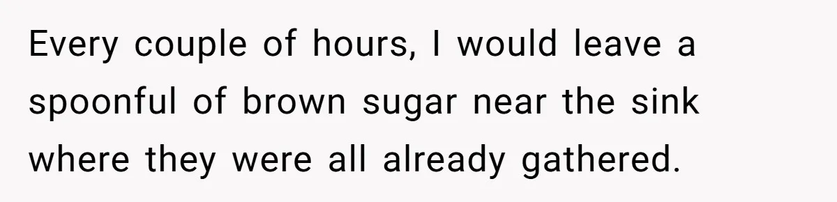 Every couple of hours, I would leave a spoonful of brown sugar near the sink where they were all already gathered.