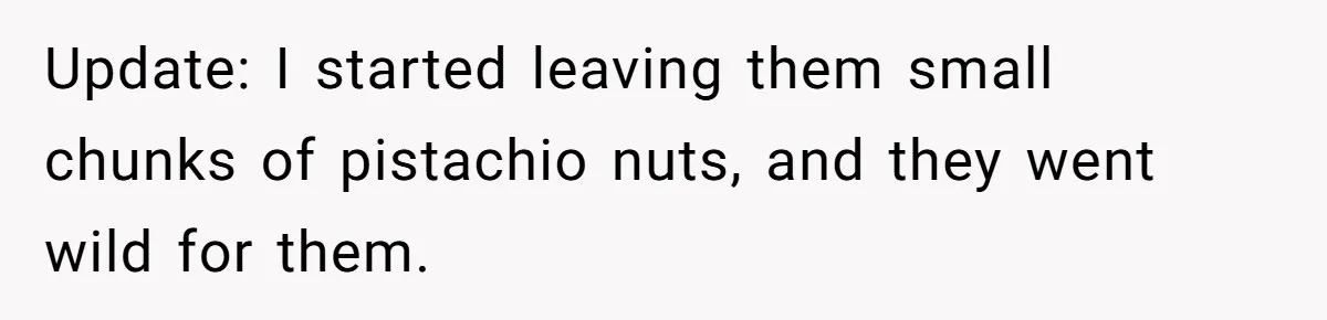 Update: I started leaving them small chunks of pistachio nuts, and they went wild for them.