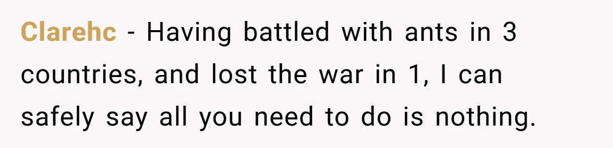 Clarehc − Having battled with ants in 3 countries, and lost the war in 1, I can safely say all you need to do is nothing.