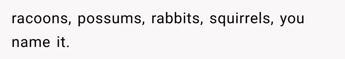 racoons, possums, rabbits, squirrels, you name it.