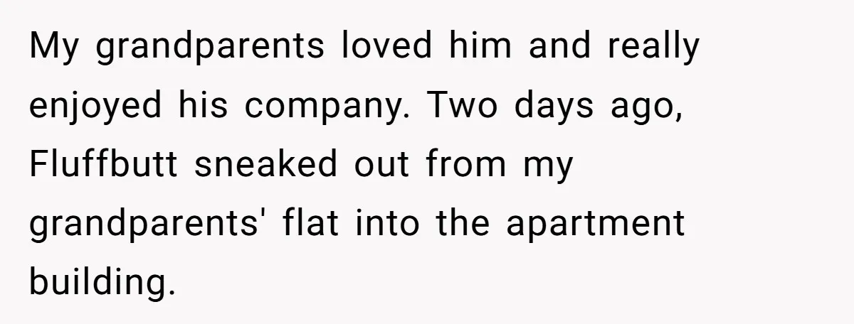 My grandparents loved him and really enjoyed his company. Two days ago, Fluffbutt sneaked out from my grandparents' flat into the apartment building.