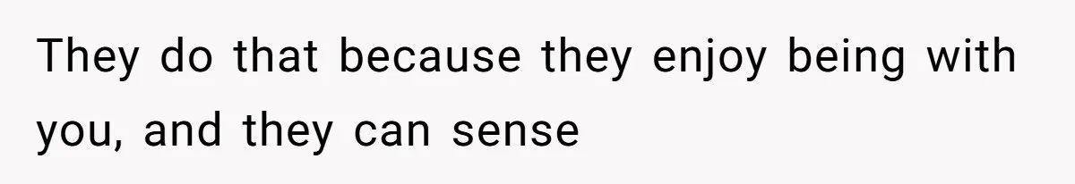 They do that because they enjoy being with you, and they can sense
