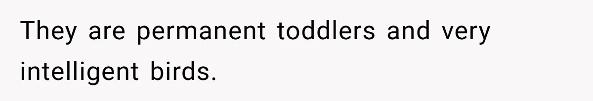 Stepmom Says No To Stepdaughter’s Wedding Prep Because Of Her Rescue Parrot They are permanent toddlers and very intelligent birds.