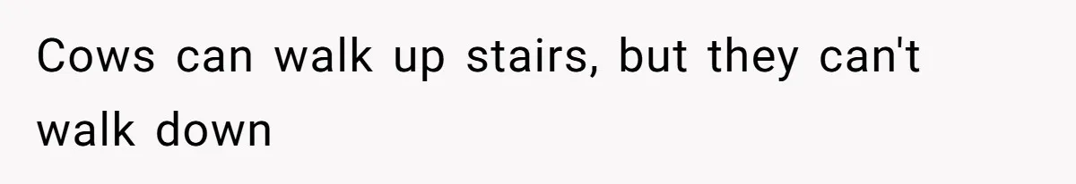 Cows can walk up stairs, but they can't walk down