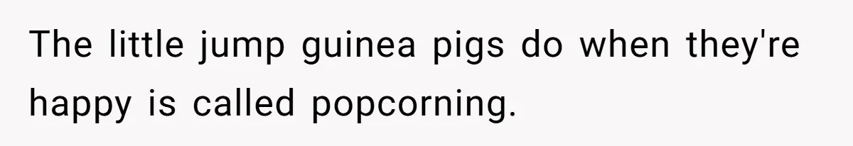 The little jump guinea pigs do when they're happy is called popcorning.