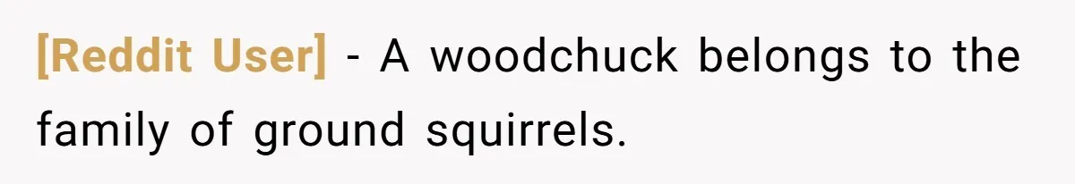 [Reddit User] − A woodchuck belongs to the family of ground squirrels.