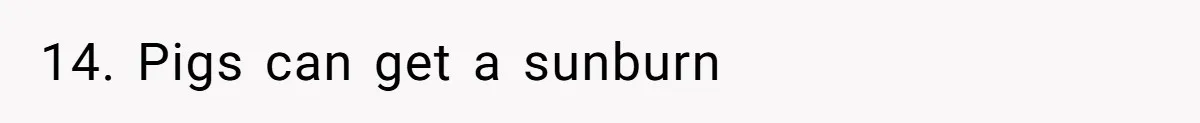 14. Pigs can get a sunburn