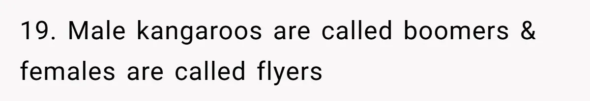 19. Male kangaroos are called boomers & females are called flyers