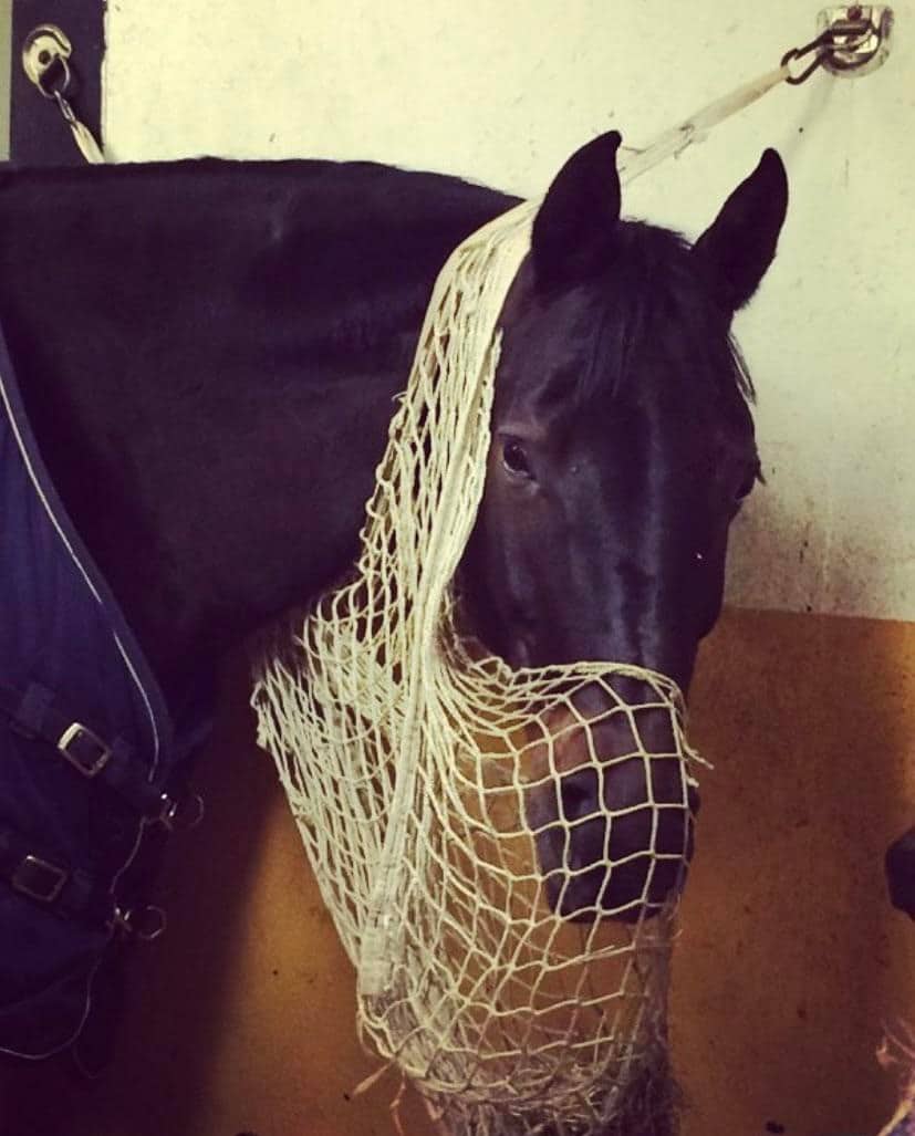 Man Tells Girlfriend To Sell Or Kill Her Horse To Prove She Loves Him Man Tells Girlfriend To Sell Or Kill Her Horse To Prove She Loves Him