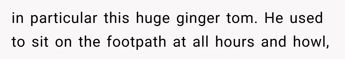 in particular this huge ginger tom. He used to sit on the footpath at all hours and howl,
