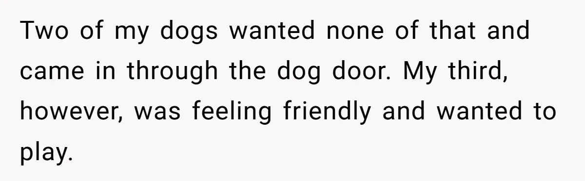 Country Neighbors Dismissed A Dead Dog, Then Got A Front-Row Seat To Revenge Two of my dogs wanted none of that and came in through the dog door. My third, however, was feeling friendly and wanted to play.