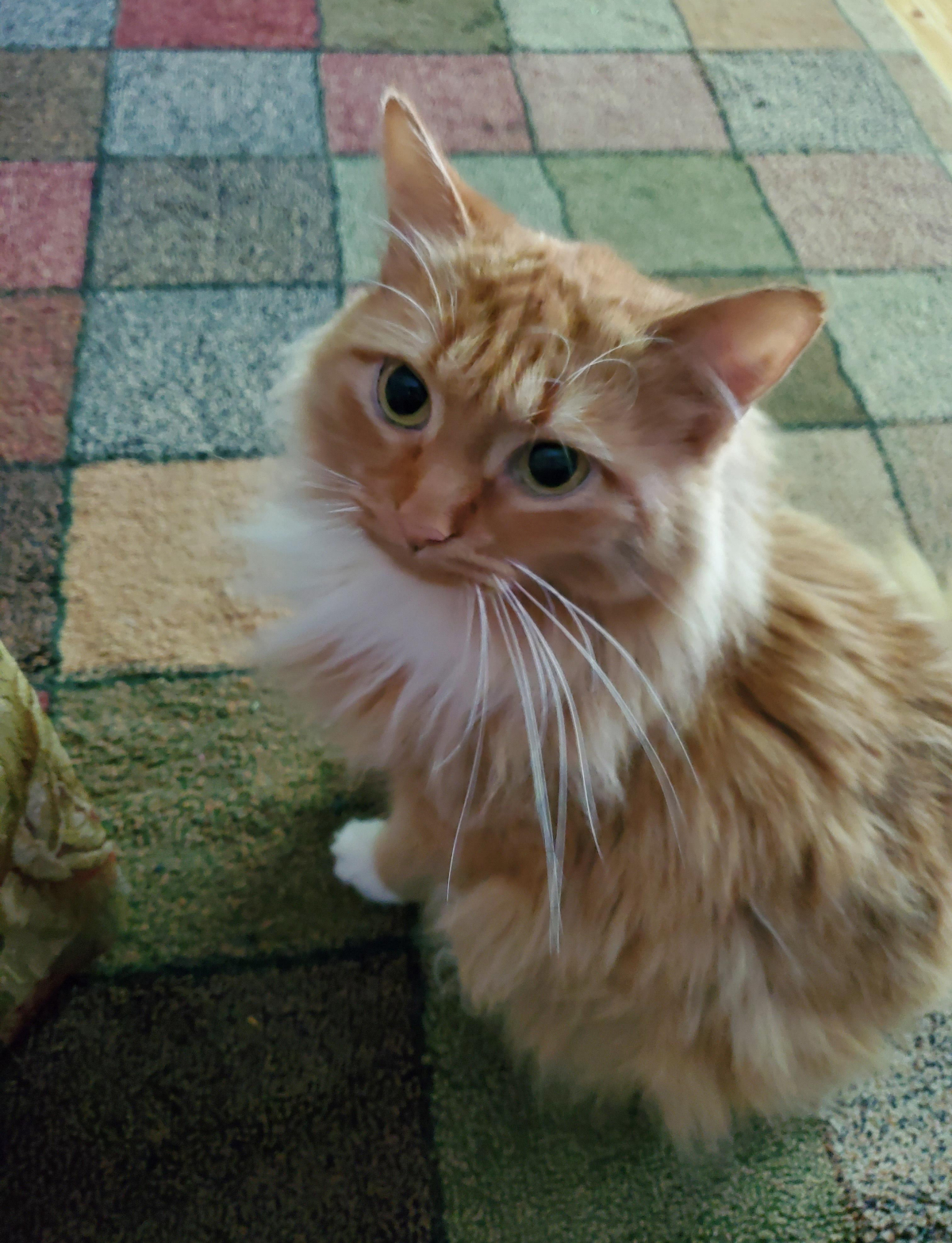This Man’s Vegan Girlfriend Wants Him To Get Rid Of His Cat, What Should He Do? This Man’s Vegan Girlfriend Wants Him To Get Rid Of His Cat, What Should He Do?